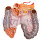 Gliederpuppe Torso Gliederpuppe 24 Teile Mit Offenem Rücken
